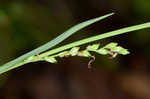 Purple sedge